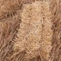 پرس گندم