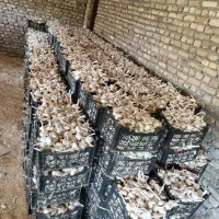 فروش سیر ضایعات