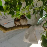 پرنده