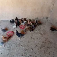 جوجه کردی آسمان اباد