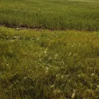 زمین باغی و صنعتی