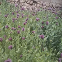 خریدارگندم