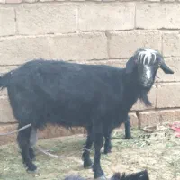 سلام دو بز زاییده وسه ترشت درخاش