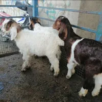 3 بزغاله علف خوار