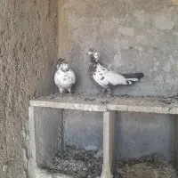کفتر دسپر
