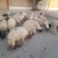گوسفند یا بره نر وماده بزوگ و کوچک