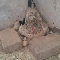 ۱۰تا مرغ محلی اصل  کرکی