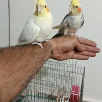 جفت عروس هلندی سخنگو