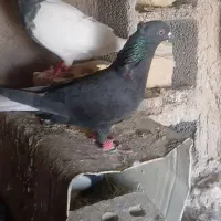 دم سفید ماده و جوجه نر