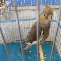 عروس