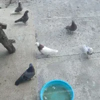 فروش یا معاوضه طوقی