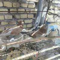 کفتر بلند تهرونی