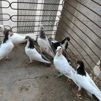 جوجه پرشی