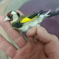 ماده سهره