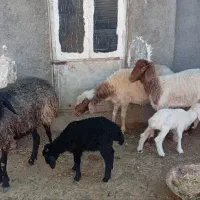 میش وبره