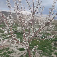فروش زمین با مجوز گلخانه بر اتوبان اصفهان