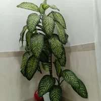 گل دیفن|گل و گیاه طبیعی|بانه, |دیوار