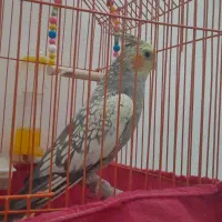عروس هلندی گلباقالی ماده