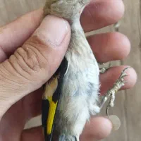 سهره منطقه بافت