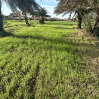 زمین کشاورزی برای کاشت محصولات تابستونی بامیه