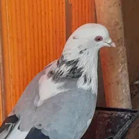 کبوتر
