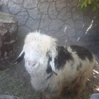 بره قوچی بختیاری