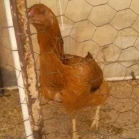 مرغ و خروس لاری اصیل