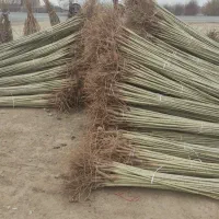 فروش انواع نهال کبوده گردو صنوبر