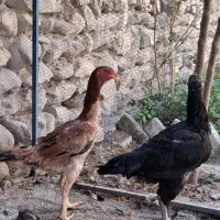مرغ لاری