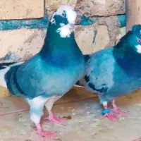 کبوتر شازده سبز