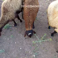 بره نر قزل افشار