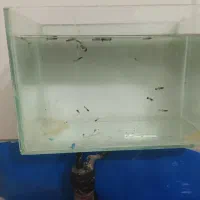 بچه گوپی