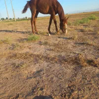 کره‌نریون‌‌خوب‌قشنگ