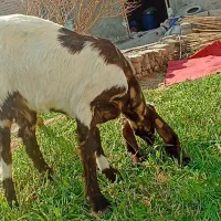 کره ماده مری