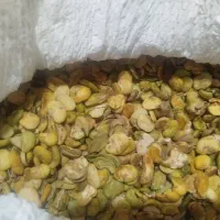 باقله لپر