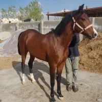 مادیان