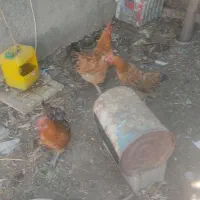 سه عدد مرغ تخم گذار محلی