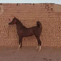 دلبر خانم ۵ ساله