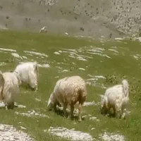 میش خشک