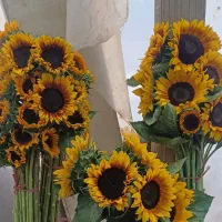 فروش گل آفتاب گردان خارجی زیبا