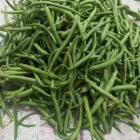 لوبیاسبزتازه ومحلی