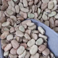 بذر باقالی ۷ بند