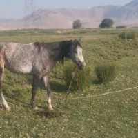 مادیون سواری پنج سال