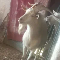 تکه ، نربز سانن اصل