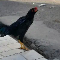 خروس لاری یتیغ سیاه