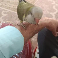 فروش ومعاوضه طوطی راهب