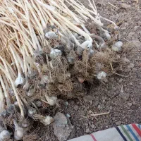 سیر کوهی تازه چیده با خواص دارویی