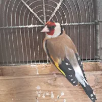 سهره چهارفصل دهن قشنگ استاد