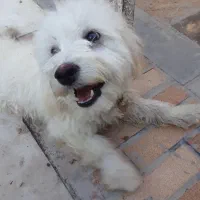 سگ‌پاپی‌باهوش