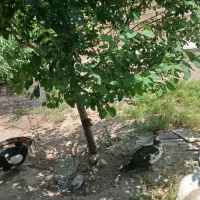 اوردک|حیوانات مزرعه|کندوان, |دیوار